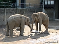 KBH zoo 190703 152